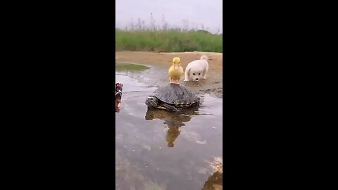 Duck doggy se bahut pyar karta hai