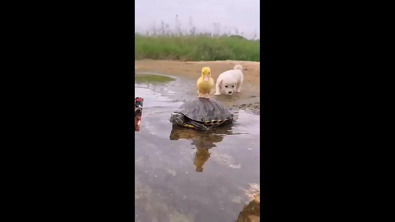 Duck doggy se bahut pyar karta hai