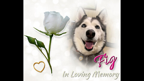 Woofs & Wags: Graphics for Furry Friends - Father's Day 2025