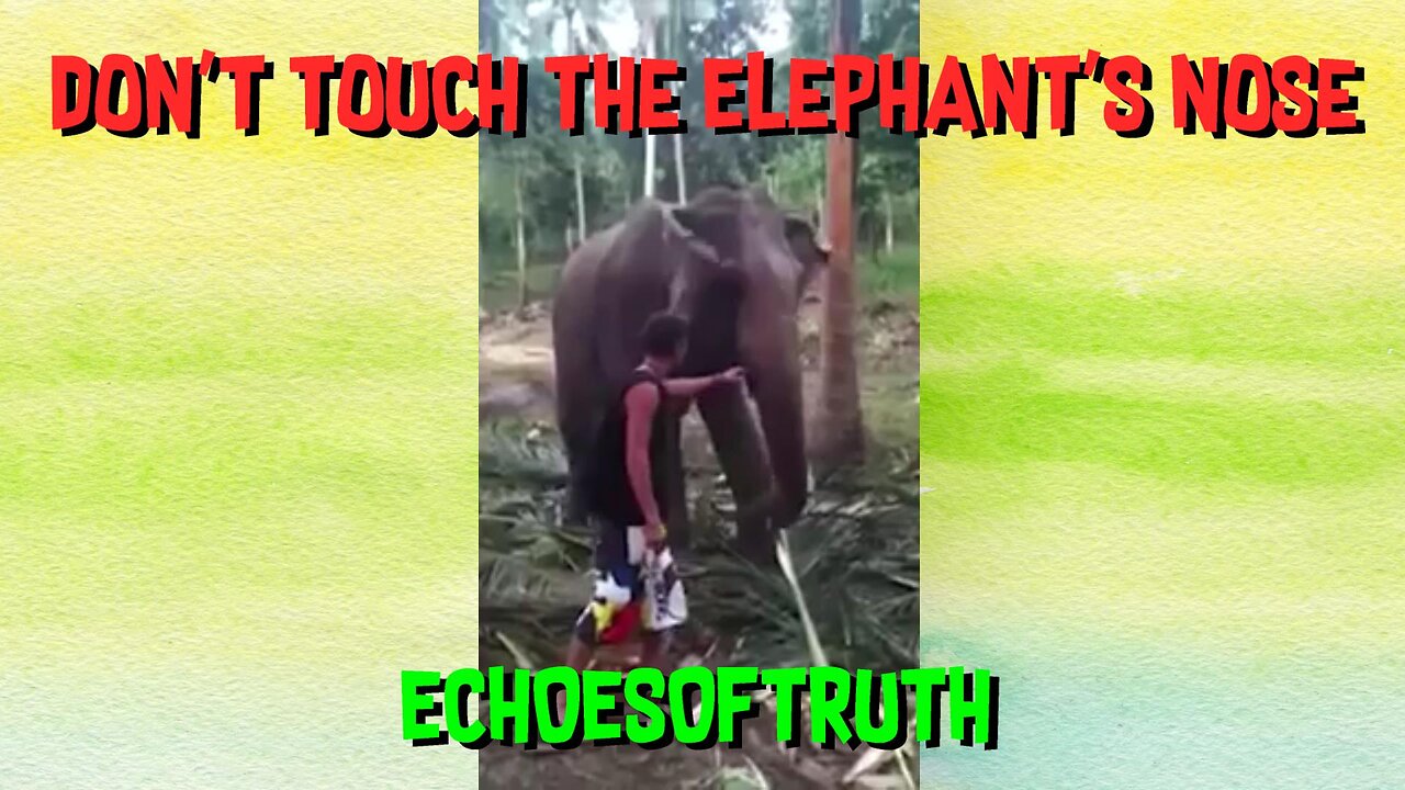 Man Dares To Touch Elephant's Nose - And Quickly Regrets It!