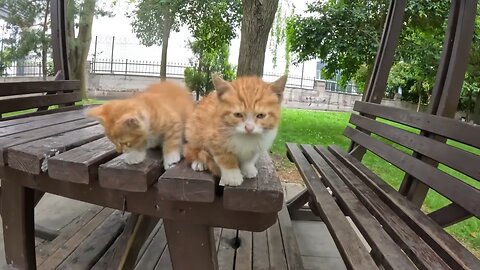 Two Tiny Orange Kittens Cry for Help on a Rainy Day