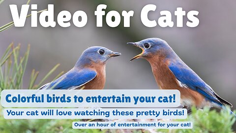 Video for Cats - Over An Hour of Entertaining Birds for Your Cats Viewing Pleasure