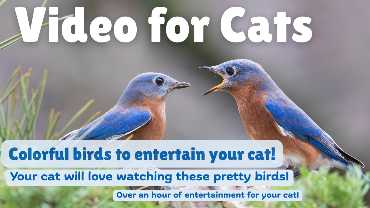 Video for Cats - Over An Hour of Entertaining Birds for Your Cats Viewing Pleasure