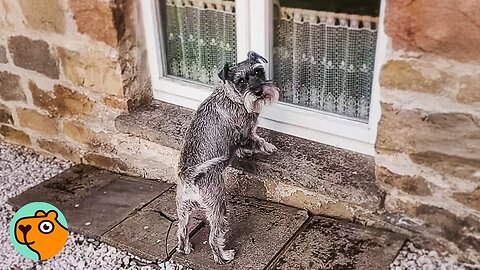 Dog Sneaks Into Neighbor's Window Every Day To Get A Biscuit | Cuddle Buddies