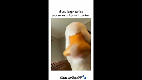 Funny animals 2024😂- Funniest Cats and Dogs Video😹🐶 #17