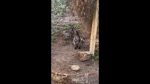 Out of all the reindeers