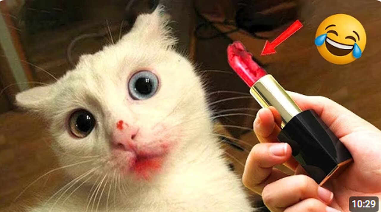 Hilarious CATS 🐱 and DOGS 🐶 Funny Animal Videos 2025 🤣 You Can't Stop Laughing! #