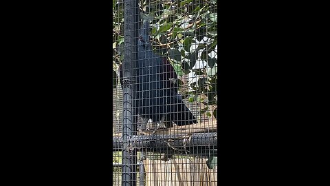 Blue Crowned Pigeon #pigeon #shorts #followme #trending #foryoupage #fyp