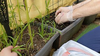 Weeding & Sowing - Porch Paradise - S2.06