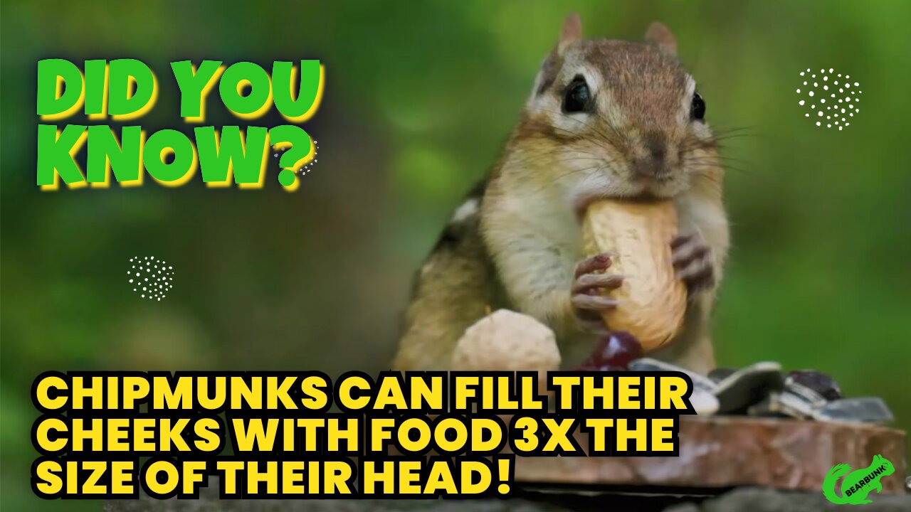 Chipmunks Can Do WHAT With Their Cheeks?! 🐿️💨