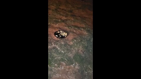 Turtles