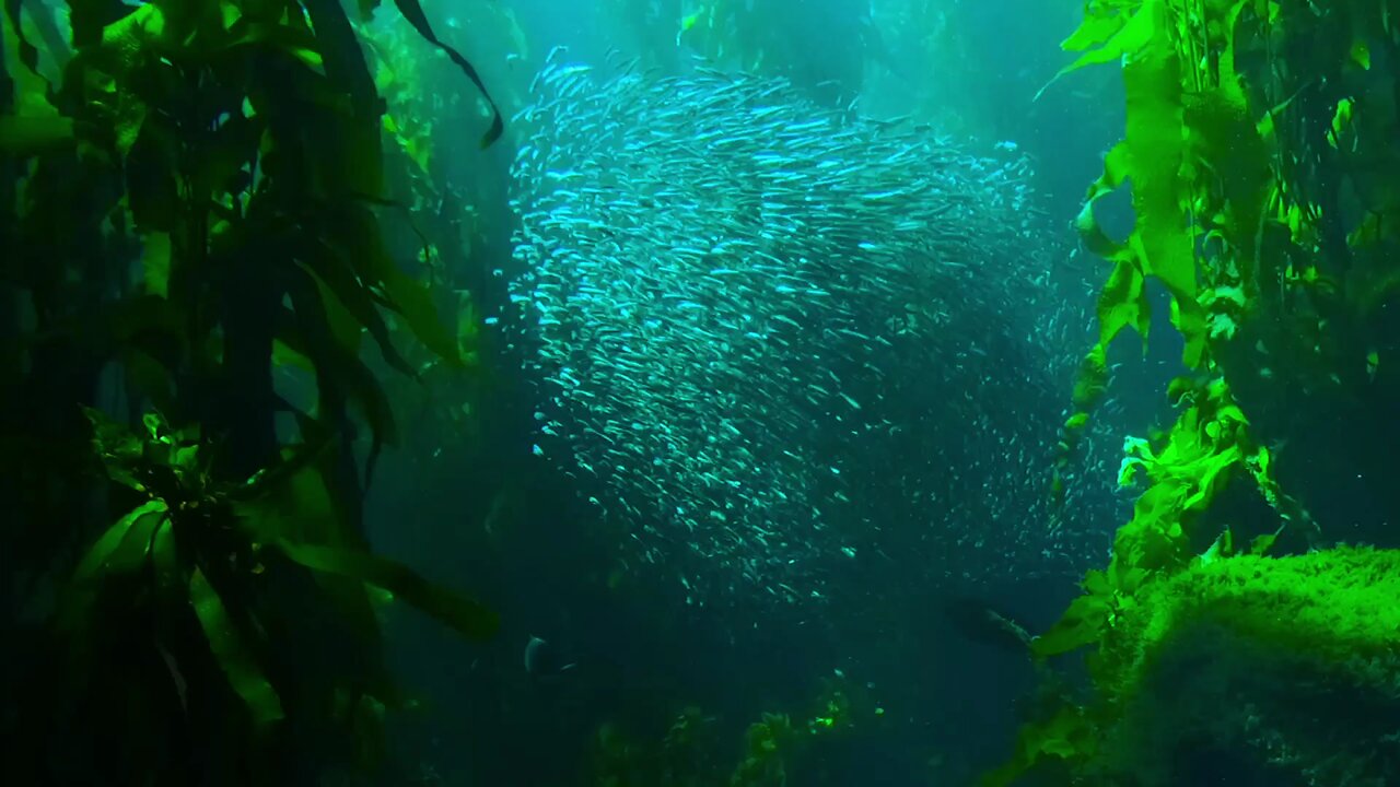 🏞️🐟🐠 fishhhhhyyyyyy 🐟🐠🏞️