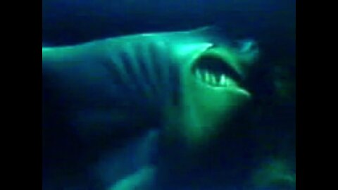 Finding Nemo Bruce Chase