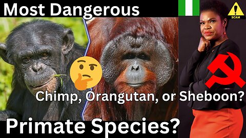 Communist Nigerian Scam Artist Race Grifter, Sheboon Joseph (Not Its Real. Name)