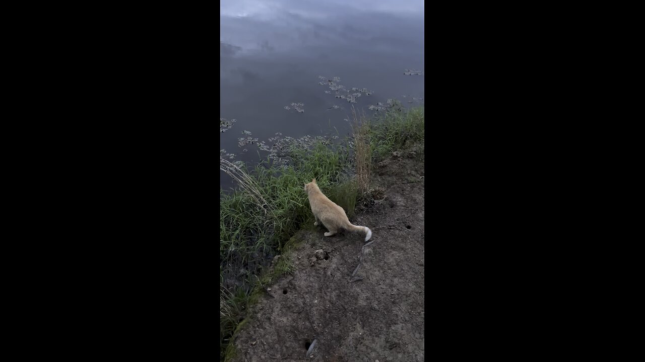 Farm Cat 🐈