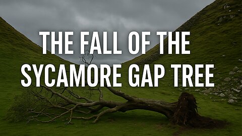 The Fall of the Sycamore Gap Tree | A Heartbreaking Cultural Loss | NewsDrift