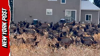 Elk invasion!: Colorado family's backyard swarmed by massive herd