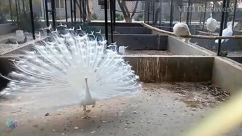 Peacock farming - How farmers make Huge Profits