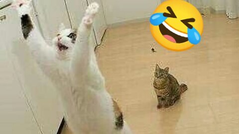 Paws & Chuckles: Rib-Tickling Animal Antics to Brighten Your Day!