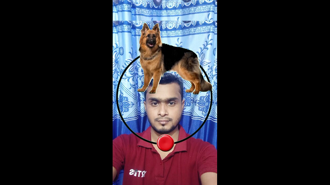 কুকুরটি জোড়া লাগান ৫০ #reels #viral #puzzle #tending