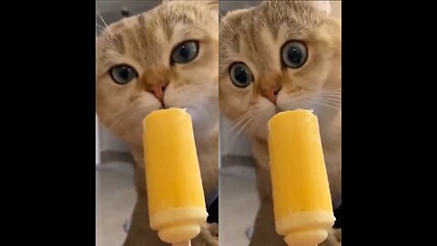 Dogs Annoying Cats – Too Funny! #funnyanimals #viralvideos #funnycats