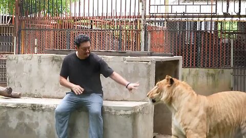 Thailand's pet lion problem sparks concern amongst conservationists