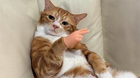 Funniest Animal Videos Ever (Part 15)