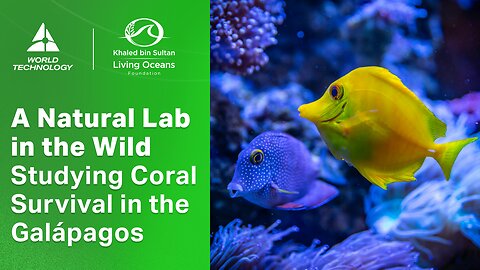 The Future of Coral Reefs Might Be Hidden in the Galápagos#shorts #oceanresearch #climateaction