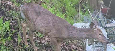 Deer is pregnant