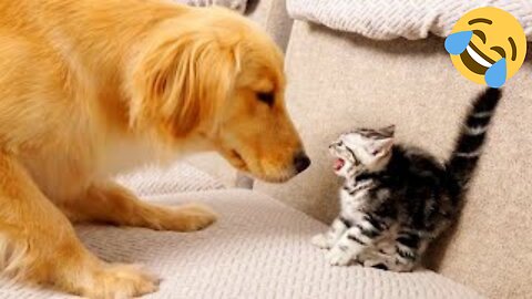 Funniest Cat Clips 2025😼🐶Try Not To Laugh😜