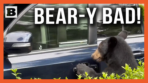 If A Bear Did THIS to My Car, I'd Throw Hands...