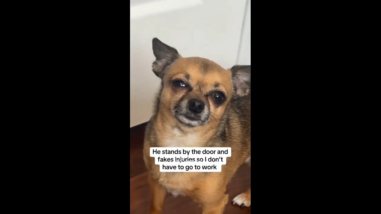 Dog irresistible Gaze