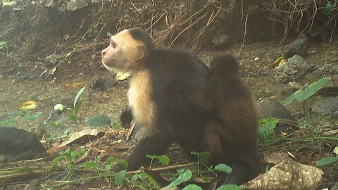Monkey Mayhem: The Strange Case of Baby-Snatching Capuchins
