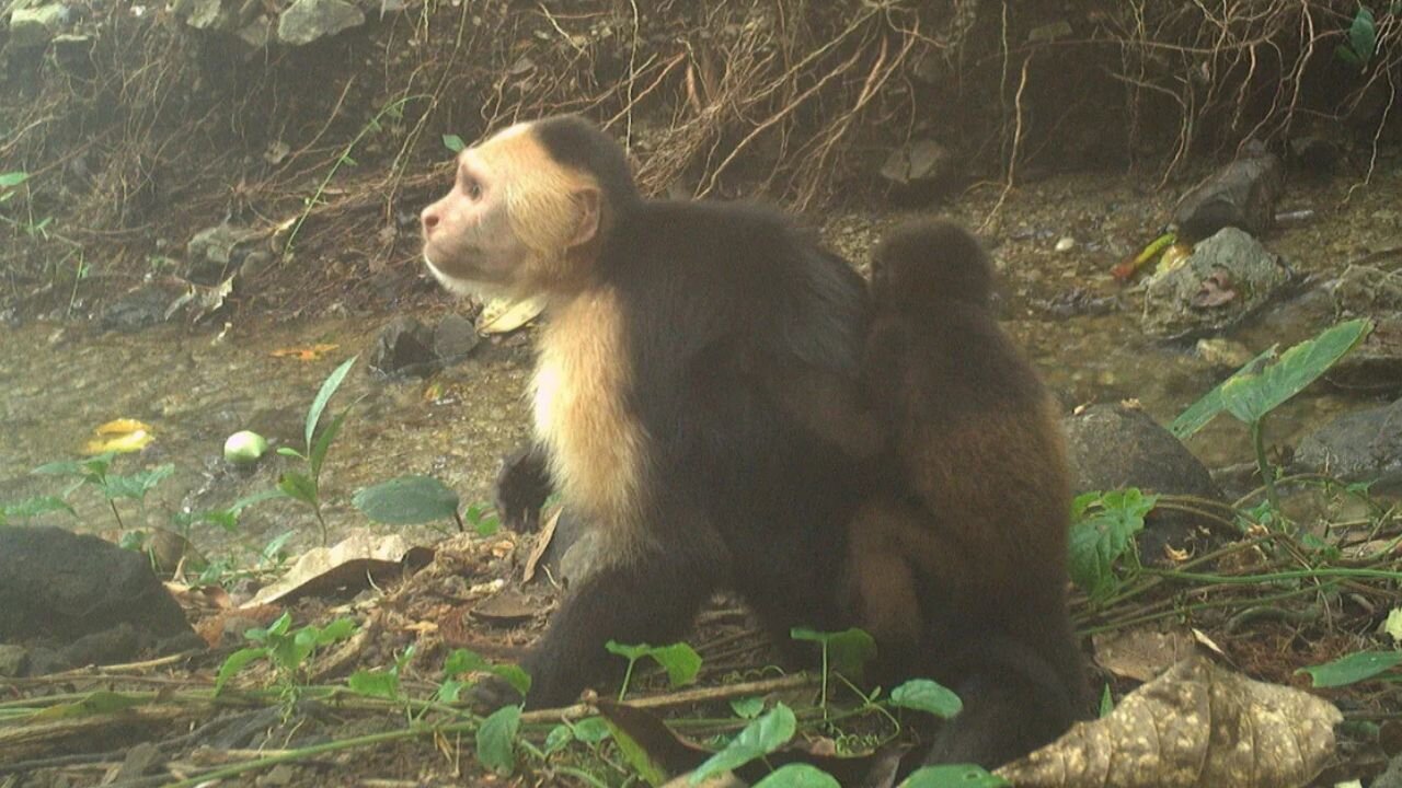 Monkey Mayhem: The Strange Case of Baby-Snatching Capuchins