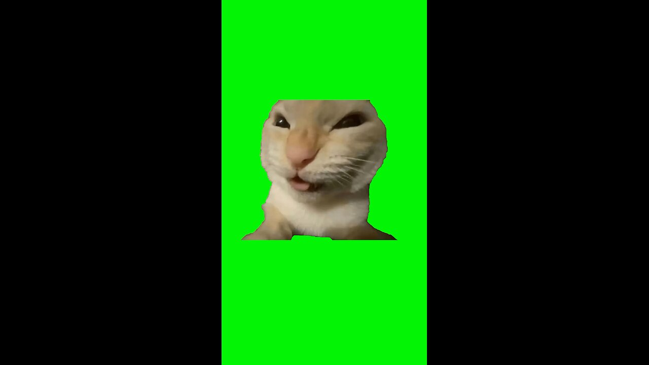 MUHEHEHEHEHEHEHE Cat | Green Screen