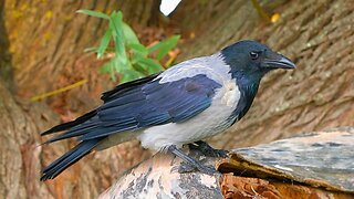 A Couple of Hooded Crows in a Tree Eating Rice