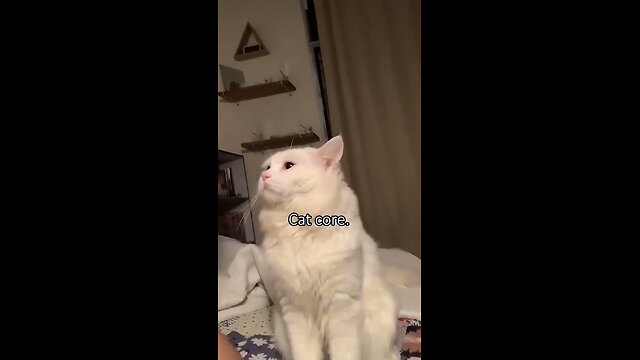 Cat core. 🐱🐱