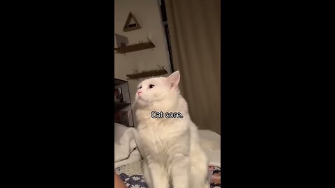 Cat core. 🐱🐱