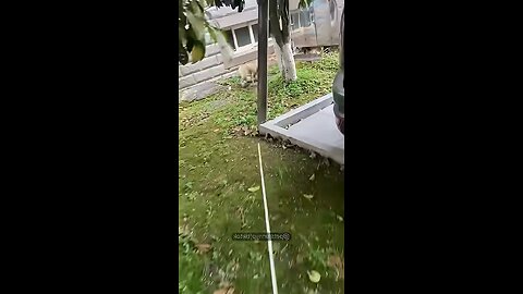 Funny Cats Vs Funny Dogs 😹😹😹❤️