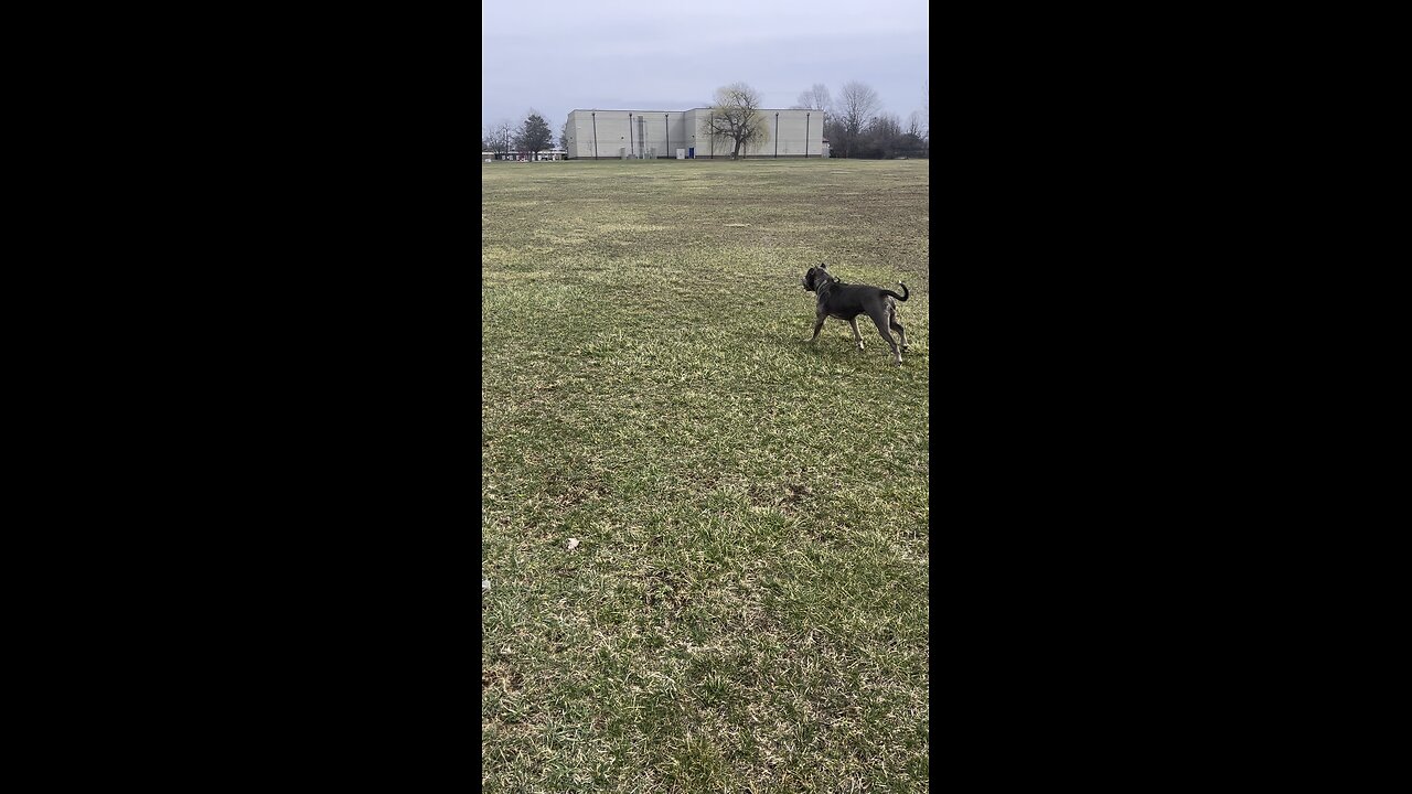 Open field