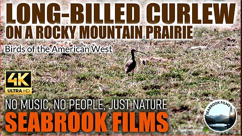Long-Billed Curlew on a Rocky Mountain Prairie: Birds of the American West