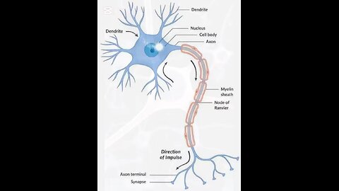 Neuron 3D Animation video #3dmedico #medical #health