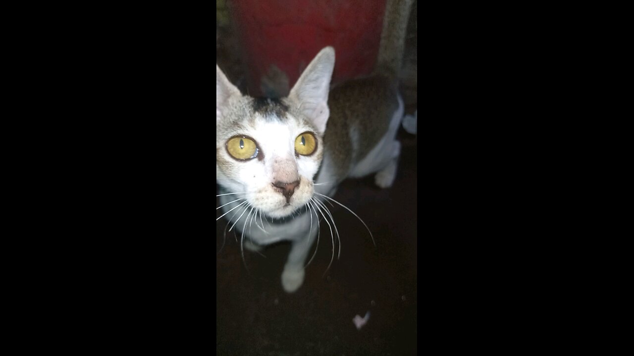 Cat Lover❤️