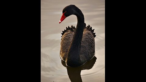 Black Swan