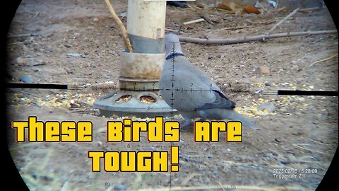 Volume 2 - Invasive Eurasian Doves - Shooting Compellation!