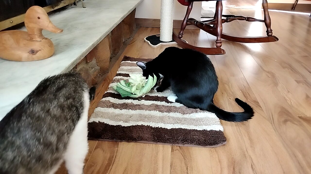 Veggie Kitten