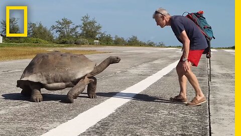 Explorer Interrupts Mating Tortoises, Slowest Chase Ever Ensues | National Geographic