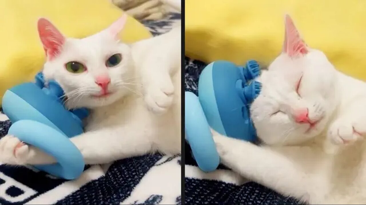 Your Daily Dose of Pets - He Took Matters Into His Own Paws