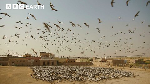 Why Thousands of Cranes Migrate to This Tiny Indian Village | BBC Earth