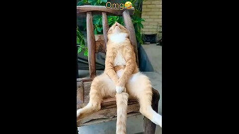 Cat snores like a Truck